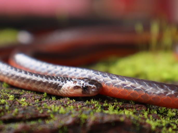 Extremely rare Castoe coral snake found in Kolhapur district | कोल्हापूर जिल्ह्यात आढळला अत्यंत दुर्मीळ कॅस्टोए कोरल स्नेक Extremely rare Castoe coral snake found in Kolhapur district | कोल्हापूर जिल्ह्यात आढळला अत्यंत दुर्मीळ कॅस्टोए कोरल स्नेक