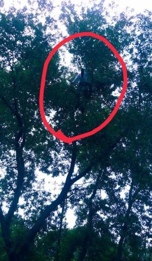 Two teachers climbed a tree in Gondia district | गोंदिया जिल्ह्यात दोन शिक्षकांचे झाडावर चढून आंदोलन Two teachers climbed a tree in Gondia district | गोंदिया जिल्ह्यात दोन शिक्षकांचे झाडावर चढून आंदोलन