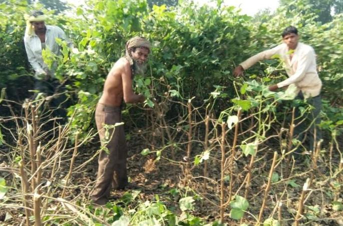 Bollworm attack on cotton crop; farmer destroy crop at Akola district | बोंडअळीने आक्रमण केल्याने १४ एकरातील पऱ्हाटी कापली! Bollworm attack on cotton crop; farmer destroy crop at Akola district | बोंडअळीने आक्रमण केल्याने १४ एकरातील पऱ्हाटी कापली!