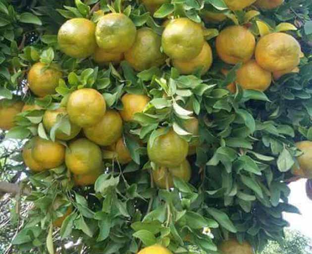 Orange Manufacturer's in Vidarbha helpless without technology | विदर्भाच्या कॅलिफोर्नियातील संत्रा उत्पादकाची तंत्रज्ञानाअभावी पिछेहाट