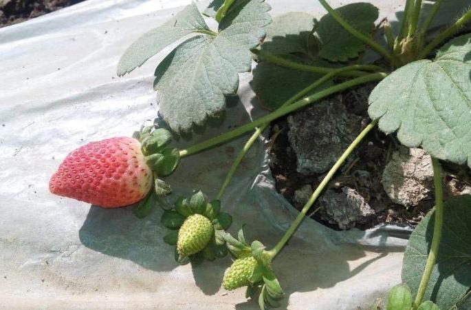 Amravati Students developed Strawberry Farming | तंत्रज्ञानाच्या साह्याने अमरावतीच्या विद्यार्थ्यांनी फुलवली स्ट्रॉबेरी शेती