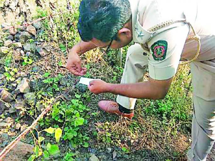 The farmers did not see the tiger forest | शेतकऱ्यांना दिसला वाघ वनविभागाला दिसेना The farmers did not see the tiger forest | शेतकऱ्यांना दिसला वाघ वनविभागाला दिसेना