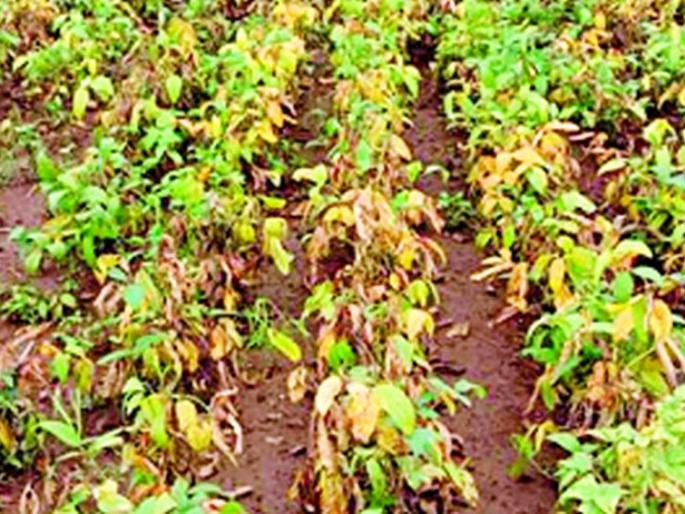 Demand of Rs 214.36 crore for demolition of three lakh hectares | तीन लाख हेक्टर उद्‌ध्वस्त २१४.३६ कोटींची मागणी