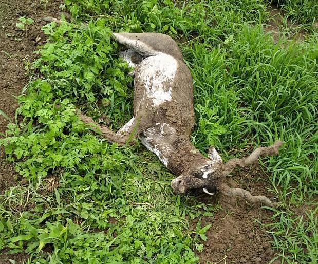 The antelope got stuck in the struggle to get the female ... | मादी मिळविण्याच्या झटापटीत काळवीट अडकले ‘इथे’... The antelope got stuck in the struggle to get the female ... | मादी मिळविण्याच्या झटापटीत काळवीट अडकले ‘इथे’...