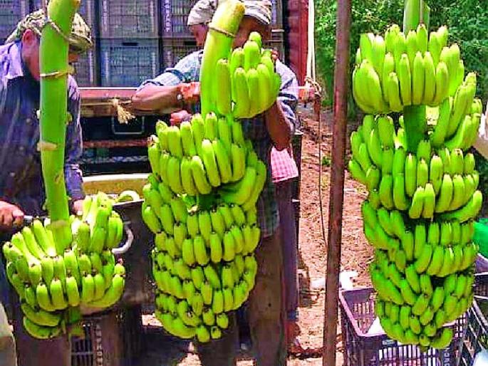 Banana prices halved in six months; Hit the farmers | सहा महिन्यात केळीचे भाव अर्ध्यावर; शेतकऱ्यांना फटका Banana prices halved in six months; Hit the farmers | सहा महिन्यात केळीचे भाव अर्ध्यावर; शेतकऱ्यांना फटका