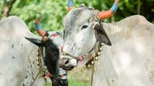 Corona sabat farmers in crisis at Nagarsul hive festival | नगरसुलला पोळा सणावर कोरोनाचे सावट शेतकरी संकटात Corona sabat farmers in crisis at Nagarsul hive festival | नगरसुलला पोळा सणावर कोरोनाचे सावट शेतकरी संकटात