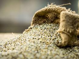 Bajra will be purchased in the district with a guarantee | जिल्ह्यात हमीभावाने बाजरी खरेदीसाठी होणार Bajra will be purchased in the district with a guarantee | जिल्ह्यात हमीभावाने बाजरी खरेदीसाठी होणार