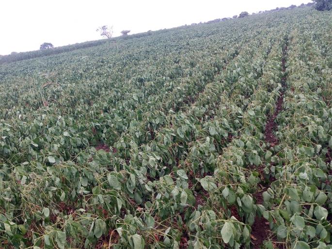 Endangered soybean crop over two lakh hectares | दोन लाख हेक्टरवरील सोयाबीन पीक धोक्यात Endangered soybean crop over two lakh hectares | दोन लाख हेक्टरवरील सोयाबीन पीक धोक्यात