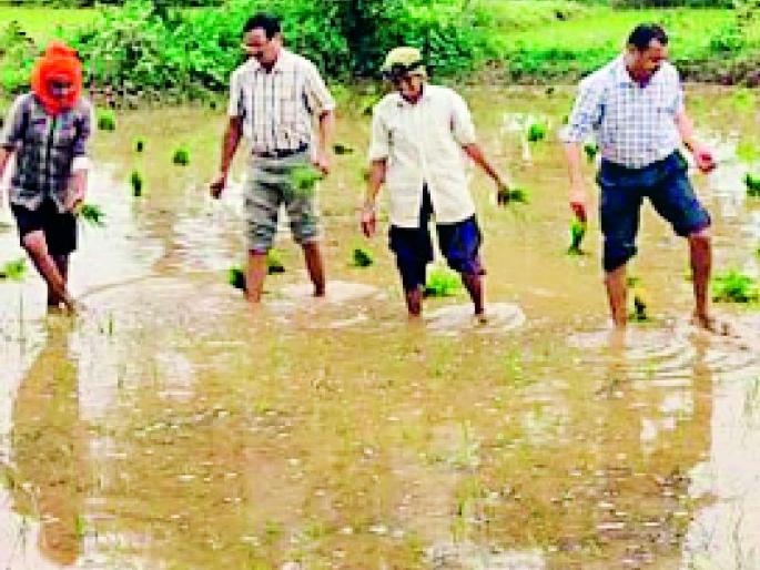 Only 25% paddy is planted in Sakoli taluka | साकोली तालुक्यात केवळ २५ टक्के भात रोवणी Only 25% paddy is planted in Sakoli taluka | साकोली तालुक्यात केवळ २५ टक्के भात रोवणी