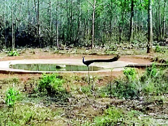 Coca-Cola Sanctuary becomes a paradise for the wildlife | कोका अभयारण्य ठरले वन्यजीवांसाठी नंदनवन Coca-Cola Sanctuary becomes a paradise for the wildlife | कोका अभयारण्य ठरले वन्यजीवांसाठी नंदनवन