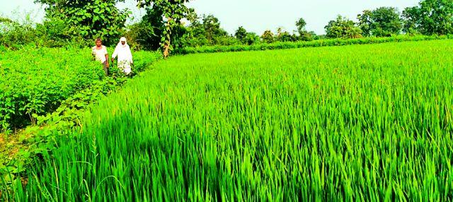 If the rain does not occur in four days, then weigh it down | चार दिवसात पाऊस झाला नाही तर हाती तणस If the rain does not occur in four days, then weigh it down | चार दिवसात पाऊस झाला नाही तर हाती तणस