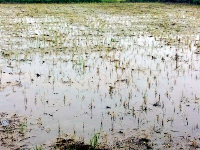 Purpura water gets chopped | पुराच्या पाण्यामुळे धानपिक सडले
