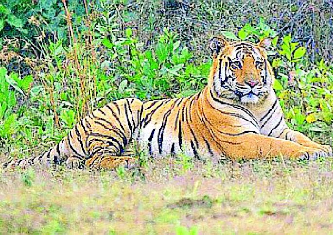 The mystery of Jay's disappearance persists even after four years | चार वर्षानंतरही ‘जय’चे बेपत्ता होण्याचे गूढ कायम The mystery of Jay's disappearance persists even after four years | चार वर्षानंतरही ‘जय’चे बेपत्ता होण्याचे गूढ कायम