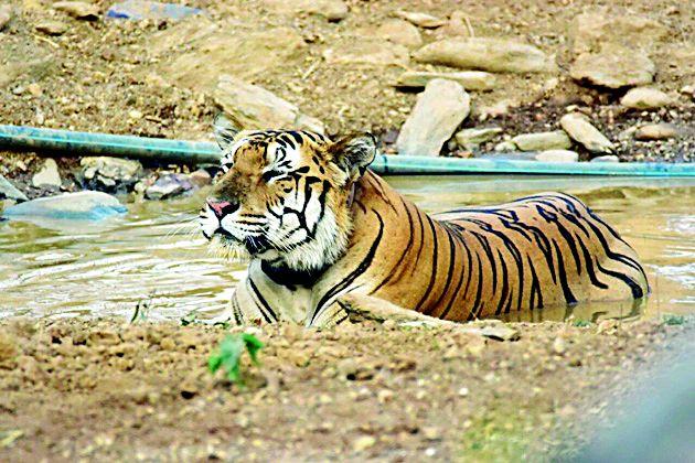 Two years later, the mystery of Jay's disappearance continued | दोन वर्षानंतरही ‘जय’च्या बेपत्ता होण्याचे गूढ कायम