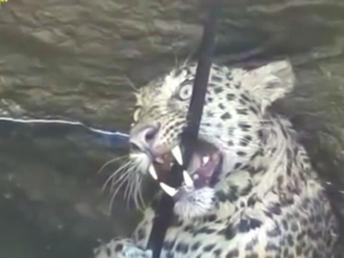 The pursuit of the hunter: The runner leopard came to Nashik in the well! | भक्ष्याचा पाठलाग : भूक भागविण्यासाठी धावणारा बिबट्या नाशिकमध्ये पडला विहिरीत ! The pursuit of the hunter: The runner leopard came to Nashik in the well! | भक्ष्याचा पाठलाग : भूक भागविण्यासाठी धावणारा बिबट्या नाशिकमध्ये पडला विहिरीत !