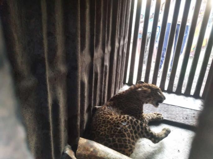 Leopard confiscated at Chadegaon | चाडेगावला बिबट्या जेरबंद Leopard confiscated at Chadegaon | चाडेगावला बिबट्या जेरबंद