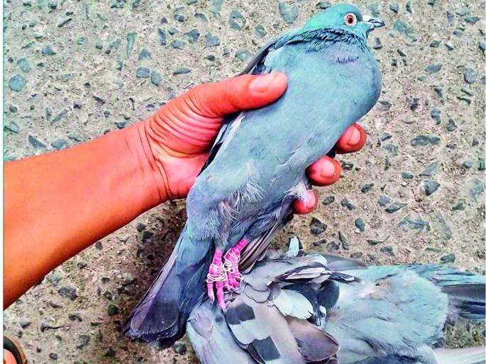 many birds has been injured due to nylon manja | तुमचा हाेताे खेळ पण आमचा जाताे जीव
