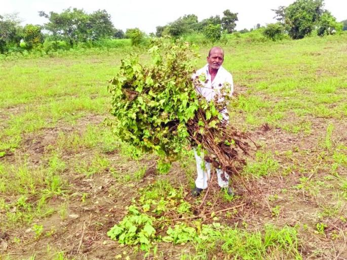 42 crore loss due to heavy rains in September in Buldana district | सप्टेंबरमधील अतिवृष्टीमुळे बुलडाणा जिल्ह्यात ४२ कोटींचे नुकसान 42 crore loss due to heavy rains in September in Buldana district | सप्टेंबरमधील अतिवृष्टीमुळे बुलडाणा जिल्ह्यात ४२ कोटींचे नुकसान