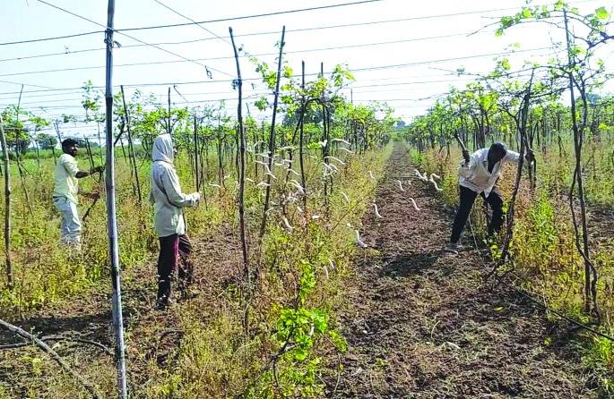 The farmer destroyed a vineyard on two acres in Buldhana District | शेतकऱ्याने दोन एकरावरील द्राक्ष बाग केली नष्ट The farmer destroyed a vineyard on two acres in Buldhana District | शेतकऱ्याने दोन एकरावरील द्राक्ष बाग केली नष्ट