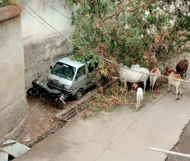 In Chandwad area, trees fell due to storm and wind; Power outage | चांदवड परिसरात वादळ व वा:यामुळे झाडे पडली ; वीजपुरवठा खंडीत In Chandwad area, trees fell due to storm and wind; Power outage | चांदवड परिसरात वादळ व वा:यामुळे झाडे पडली ; वीजपुरवठा खंडीत