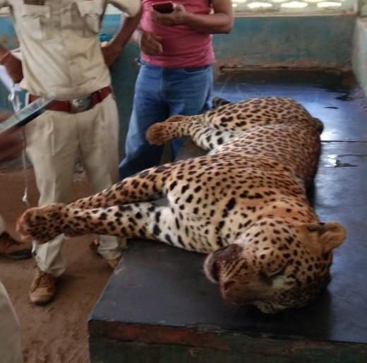 Chiplun: Death of a stranded stranger and stolen | चिपळूण : तारेच्या फासकीत अडकून बिबट्याचा मृत्यू Chiplun: Death of a stranded stranger and stolen | चिपळूण : तारेच्या फासकीत अडकून बिबट्याचा मृत्यू