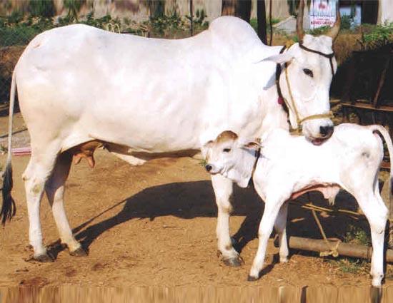 Vaasari killed in leopard attack in Chandori area | चांदोरी परिसरात बिबट्याच्या हल्ल्यात वासरी ठार Vaasari killed in leopard attack in Chandori area | चांदोरी परिसरात बिबट्याच्या हल्ल्यात वासरी ठार