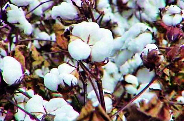 Compensate the damages to the affected farmers | बोंडअळीग्रस्त शेतकऱ्यांना नुकसान भरपाई द्या Compensate the damages to the affected farmers | बोंडअळीग्रस्त शेतकऱ्यांना नुकसान भरपाई द्या