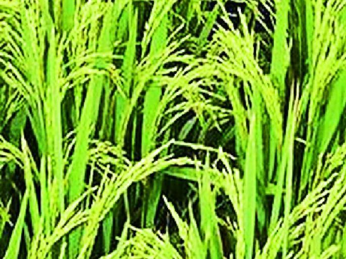 Rain falls on paddy fields | फुलोऱ्यावरील धानाला पावसाचा फटका Rain falls on paddy fields | फुलोऱ्यावरील धानाला पावसाचा फटका