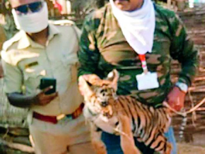 Even after 24 days, the tiger calf is orphaned without mother | २४ दिवसानंतरही वाघाचा बछडा आईविना पोरका Even after 24 days, the tiger calf is orphaned without mother | २४ दिवसानंतरही वाघाचा बछडा आईविना पोरका