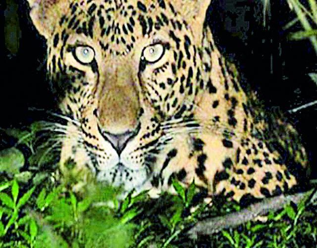 Farmer injured in leopard attack | बिबट्याच्या हल्ल्यात शेतकरी जखमी Farmer injured in leopard attack | बिबट्याच्या हल्ल्यात शेतकरी जखमी