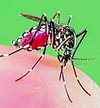 57 patients in Dengue | दहा महिन्यात ५७ रूग्णांना डेंग्यूचा डंख 57 patients in Dengue | दहा महिन्यात ५७ रूग्णांना डेंग्यूचा डंख