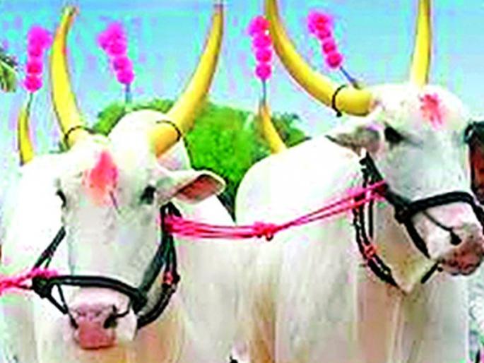 The Sarja-Raja duo lost in mechanization | यांत्रिकीकरणात हरवली सर्जा-राजाची जोडी The Sarja-Raja duo lost in mechanization | यांत्रिकीकरणात हरवली सर्जा-राजाची जोडी