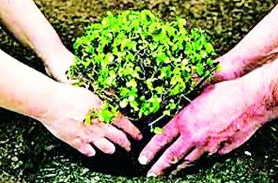 Mulberry seedlings free of cost to farmers | शेतकऱ्यांना मोफत देणार तुतीची रोपे Mulberry seedlings free of cost to farmers | शेतकऱ्यांना मोफत देणार तुतीची रोपे