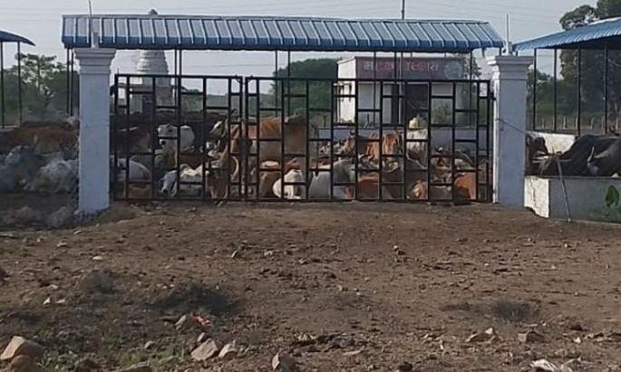 180 cattle starvation in Chandrapur district | चंद्रपूर जिल्ह्यात गोशाळेतील १८० जनावरांची उपासमार 180 cattle starvation in Chandrapur district | चंद्रपूर जिल्ह्यात गोशाळेतील १८० जनावरांची उपासमार