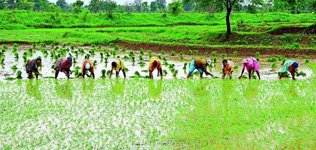 Paddy Roaning will be done on 1.5 lakh hectare area | दीड लाख हेक्टर क्षेत्रावर होणार भात रोवणी Paddy Roaning will be done on 1.5 lakh hectare area | दीड लाख हेक्टर क्षेत्रावर होणार भात रोवणी