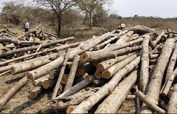 Chandrapur district seizes teak wood of 16 lakh | चंद्रपूर जिल्ह्यात १६ लाखांचे सागवान लाकूड जप्त Chandrapur district seizes teak wood of 16 lakh | चंद्रपूर जिल्ह्यात १६ लाखांचे सागवान लाकूड जप्त