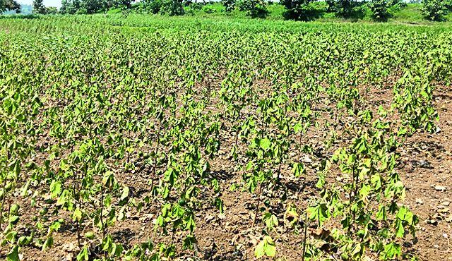 Reopen the dreams of farmers | शेतकऱ्यांच्या स्वप्नांचा पुन्हा चुराडा