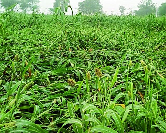 Rain in the district | जिल्हाभर अवकाळी पाऊस Rain in the district | जिल्हाभर अवकाळी पाऊस