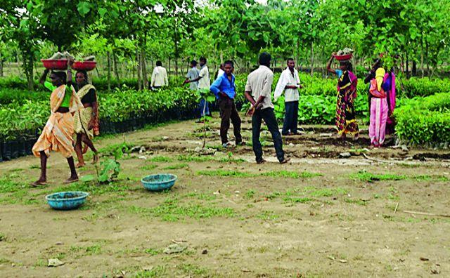 Root Distribution Original Social Forestry Leading | रोप वाटपात मूलचे सामाजिक वनीकरण अग्रेसर Root Distribution Original Social Forestry Leading | रोप वाटपात मूलचे सामाजिक वनीकरण अग्रेसर