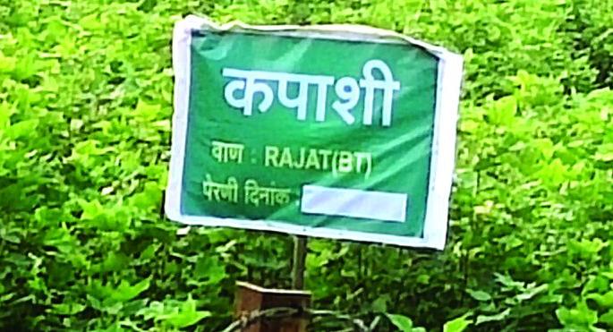 Now Rajat BT will be coming! | आता रजत देशी बीटी येणार! Now Rajat BT will be coming! | आता रजत देशी बीटी येणार!