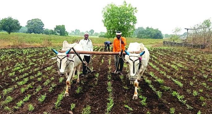 Cloudy weather threatens Rabi crops! | ढगाळ वातावरणाचा खरीप, रब्बी पिकांना धोका!