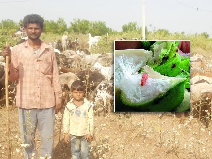 Outbreak of bollworms, sheep in the field | बोंडअळीचा प्रकोप, शेतात चारली मेंढरे Outbreak of bollworms, sheep in the field | बोंडअळीचा प्रकोप, शेतात चारली मेंढरे