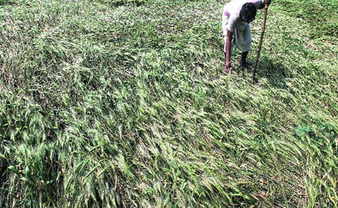 Government Orders for Permanent Damage | अवकाळीच्या नुकसानीचे पंचनामे करण्याचे शासनाचे आदेश Government Orders for Permanent Damage | अवकाळीच्या नुकसानीचे पंचनामे करण्याचे शासनाचे आदेश