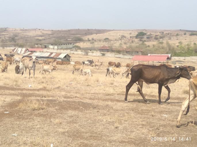 In Dindori taluka, stray animals started fluttering | दिंडोरी तालुक्यात चाऱ्याअभावी जनावरांची भटकंती सुरु