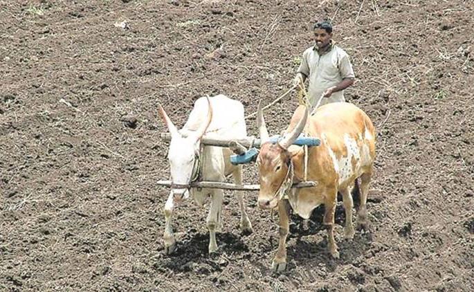 Plantation in the premises of Sinnar Agricultural Produce Market Committee | सिन्नर कृषी उत्पन्न बाजार समितीच्या आवारात वृक्षारोपण