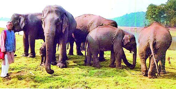 Disadvantages of elephants due to lack of staff | कर्मचाऱ्यांच्या कमतरतेने हत्तींची गैरसोय Disadvantages of elephants due to lack of staff | कर्मचाऱ्यांच्या कमतरतेने हत्तींची गैरसोय
