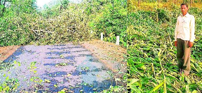 Damage to rabi crops with wind storm and hailstorm | वादळी पाऊस व गारपिटीने रबी पिकांचे नुकसान