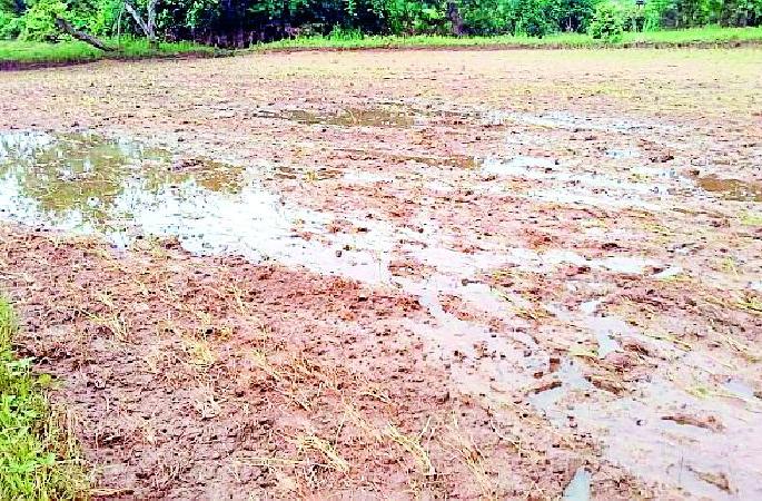 The rain brought water to the eyes of the farmers | अतिवृष्टीने शेतकऱ्यांच्या डोळ्यात आणले पाणी The rain brought water to the eyes of the farmers | अतिवृष्टीने शेतकऱ्यांच्या डोळ्यात आणले पाणी