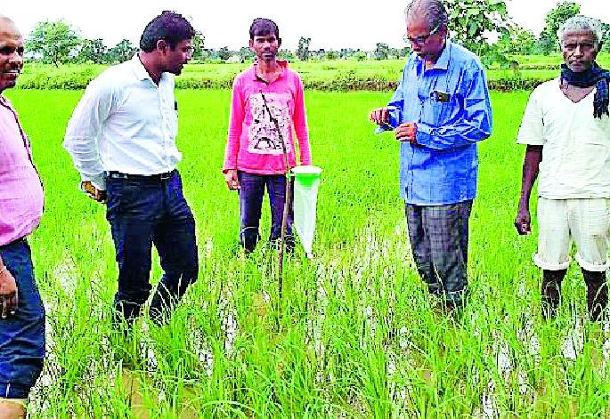 Kangaroo traps for pest control | कीड नियंत्रणासाठी कामगंध सापळे