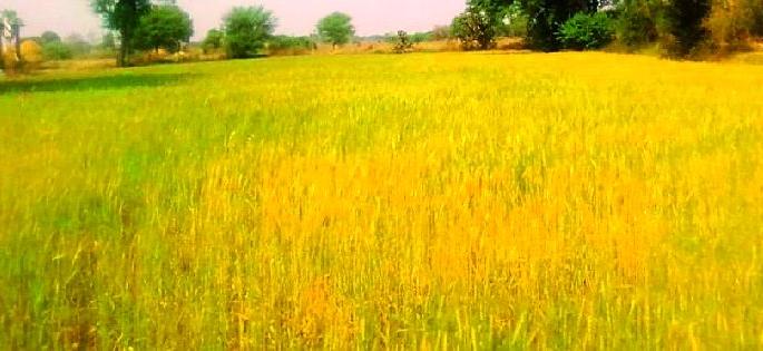 This year's decline in Rabi crop | रबी पिकाच्या उताऱ्यात यंदा प्रचंड घट This year's decline in Rabi crop | रबी पिकाच्या उताऱ्यात यंदा प्रचंड घट